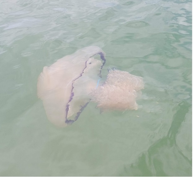 Recrutement des larves planulae et développement des polypes chez Rhizostoma pulmo